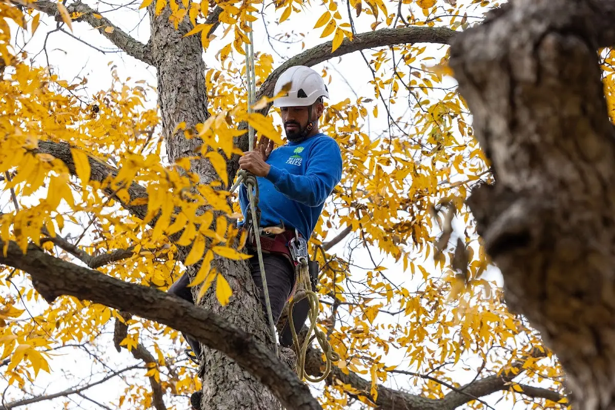 Skilled Tree Planting crew working in Lorain